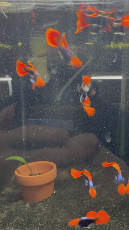 Koi Tuxedo Guppy Pair