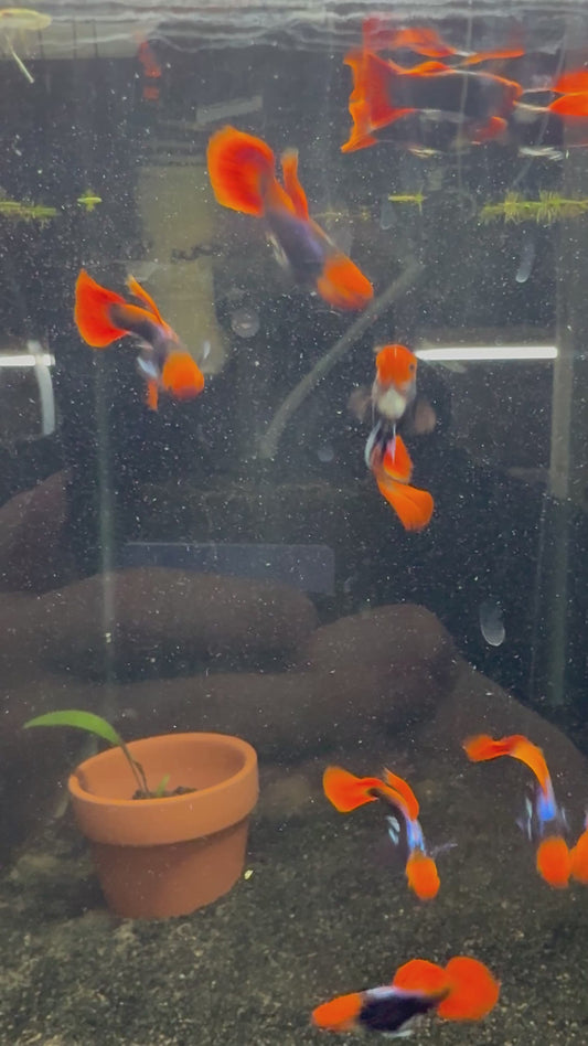 Koi Tuxedo Guppy Pair