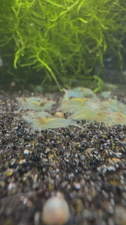 Blue Jelly Shrimp