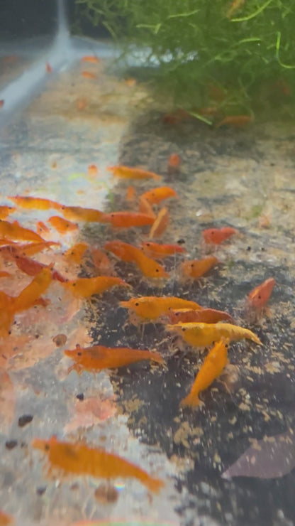 Orange Sunkist Shrimp