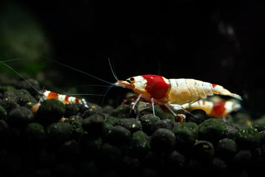 Pure Red Line Caridina shrimp with deep red and white pattern on aquarium substrate