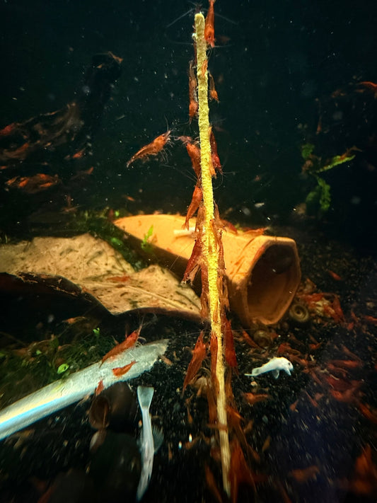 Red Cherry Shrimp