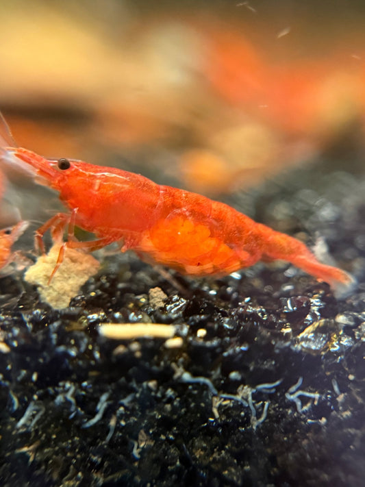 Red Cherry Shrimp