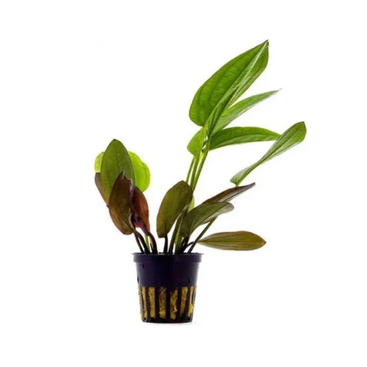Red Melon Sword plant with broad red leaves in a planted aquarium
