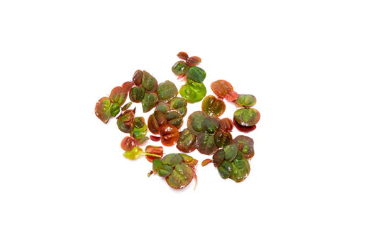 Red Root Floaters
