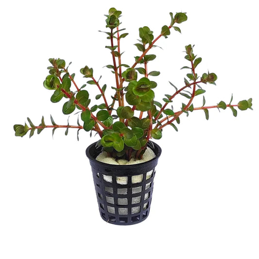 Rotala Red plant with fine red leaves in a planted aquarium