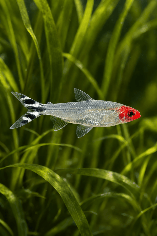 Rummynose Tetra swimming in lush planted aquarium