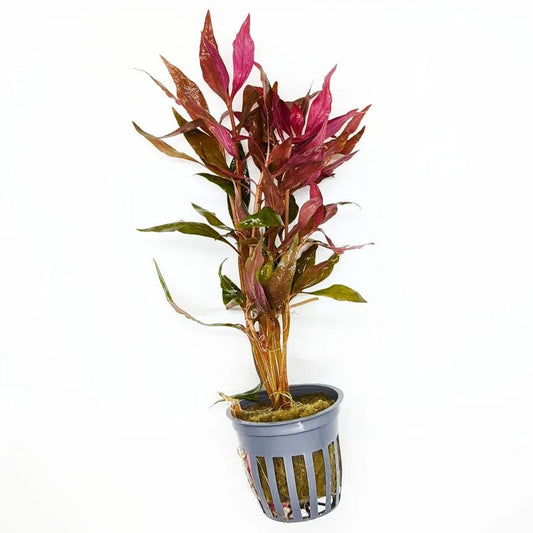 Scarlet Temple plant with red leaves in a planted aquarium