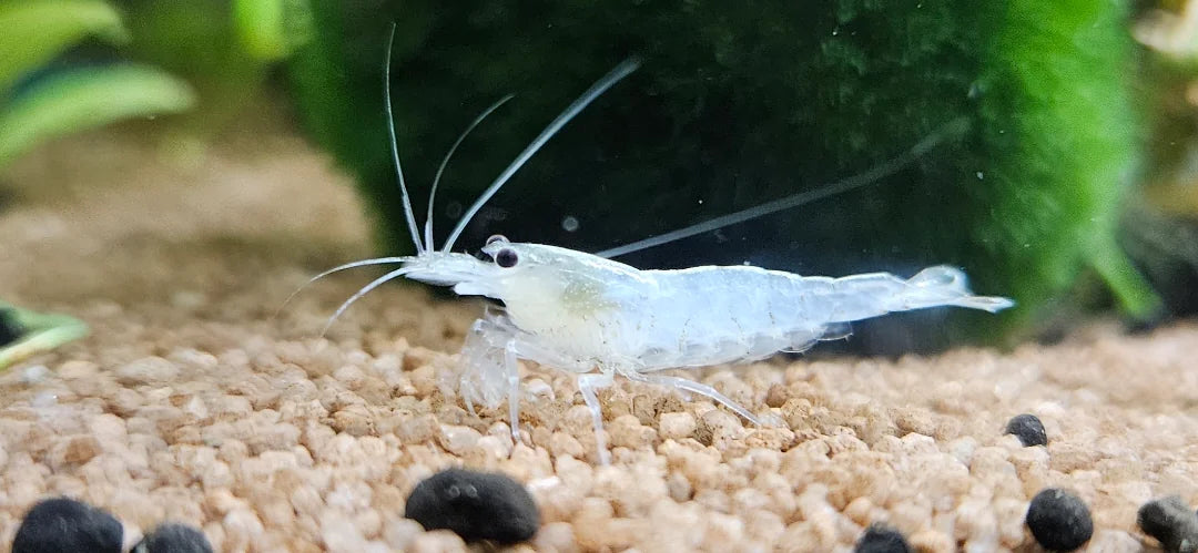 Snow White Amano Shrimp in planted aquarium