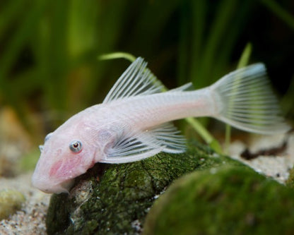Snow White Bristlenose Pleco with bright white coloration resting on driftwood in a planted aquarium