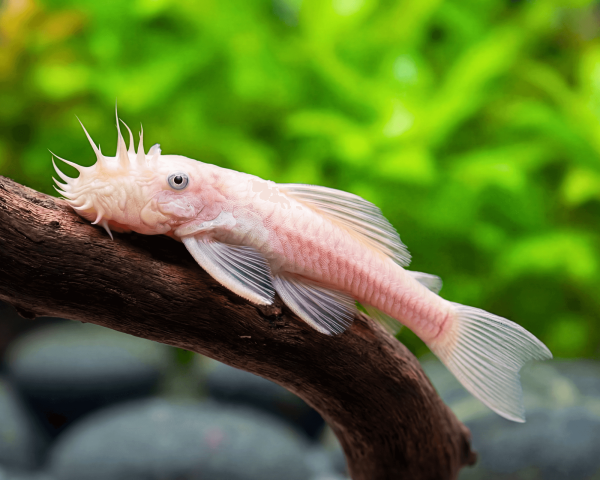 Snow White Bristlenose Pleco with bright white coloration resting on driftwood in a planted aquarium