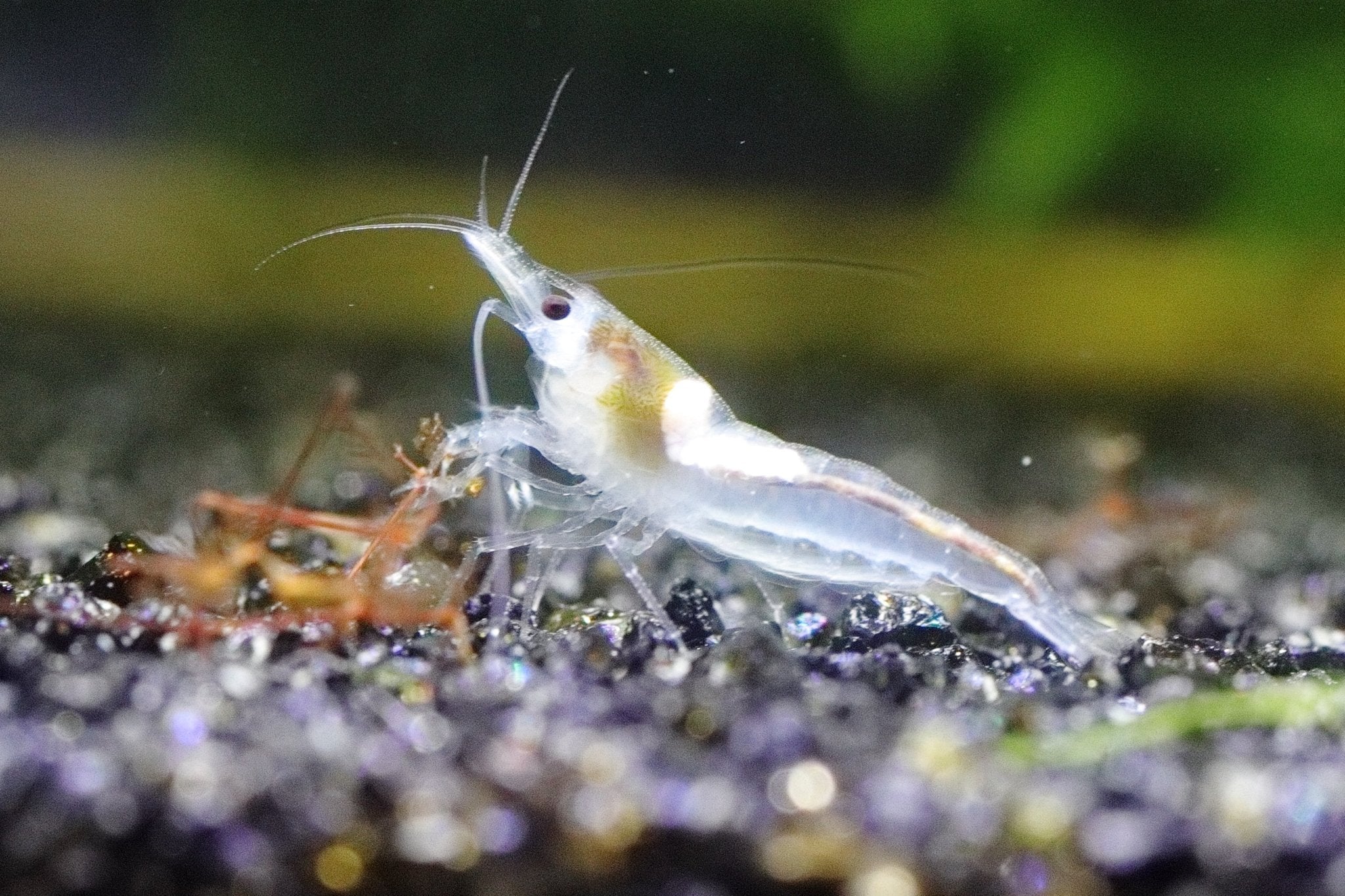 Skittles Pack Shrimp for Sale | Assorted Neocaridina | Razz Aquatics