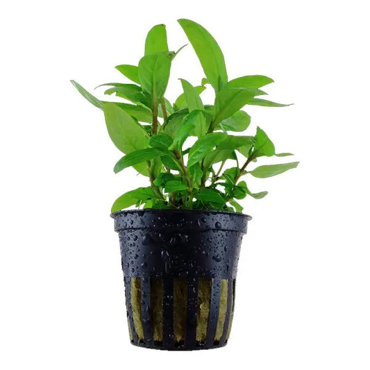 Staurogyne Repens forming a compact green bush in a planted aquarium