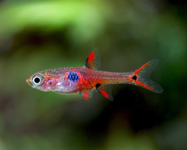 Strawberry Rasbora in a planted aquarium