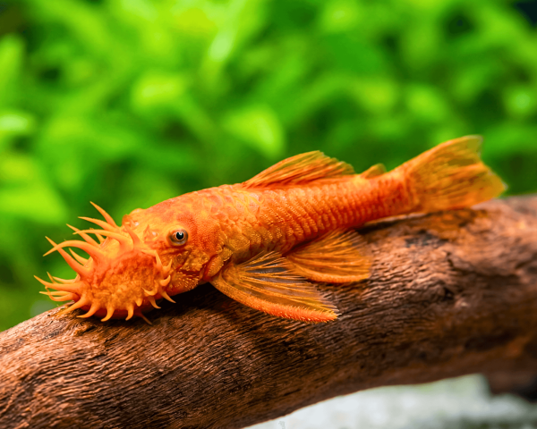 Super Red Bristlenose Pleco with vibrant orange-red coloration resting on driftwood in an aquarium