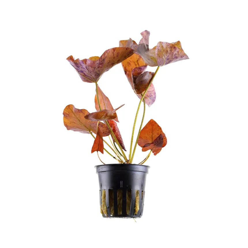Tiger Lotus in planted aquarium