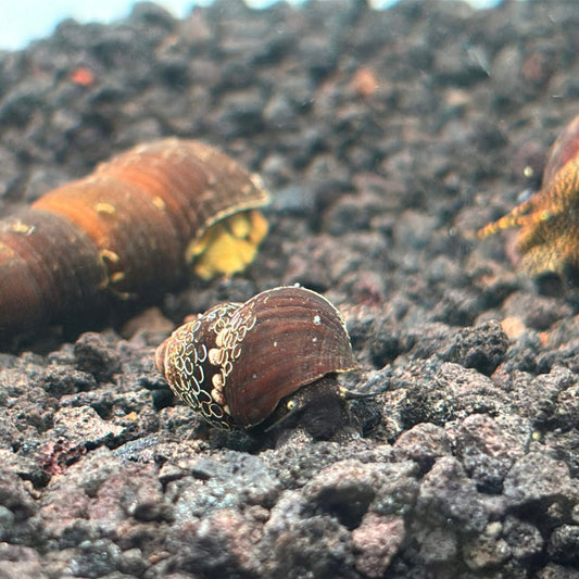 Triangle rabbit snail with small triangle shaped shell on aquarium substrate 
