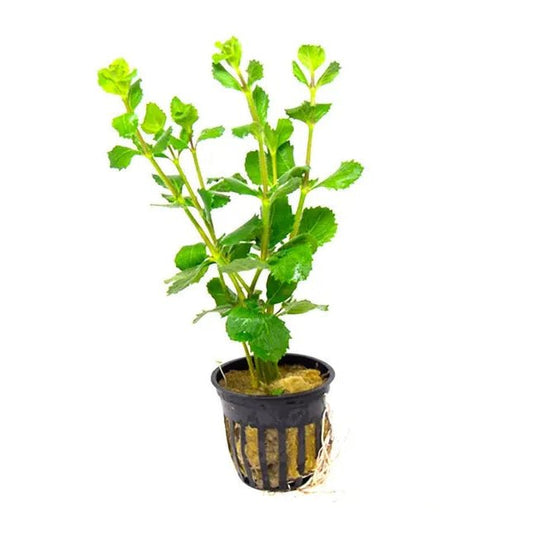 Water Wisteria plant with lace-like leaves in a planted aquarium