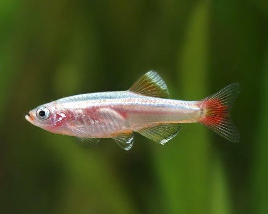 White Cloud Mountain Minnow swimming in a planted aquarium