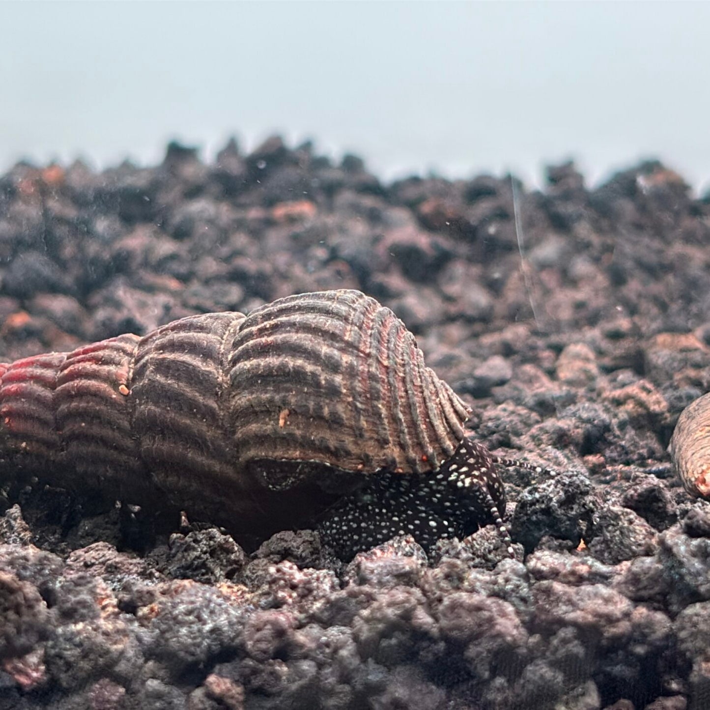White spot rabbit snail with white and black body and a dark shell on aquarium substrate 