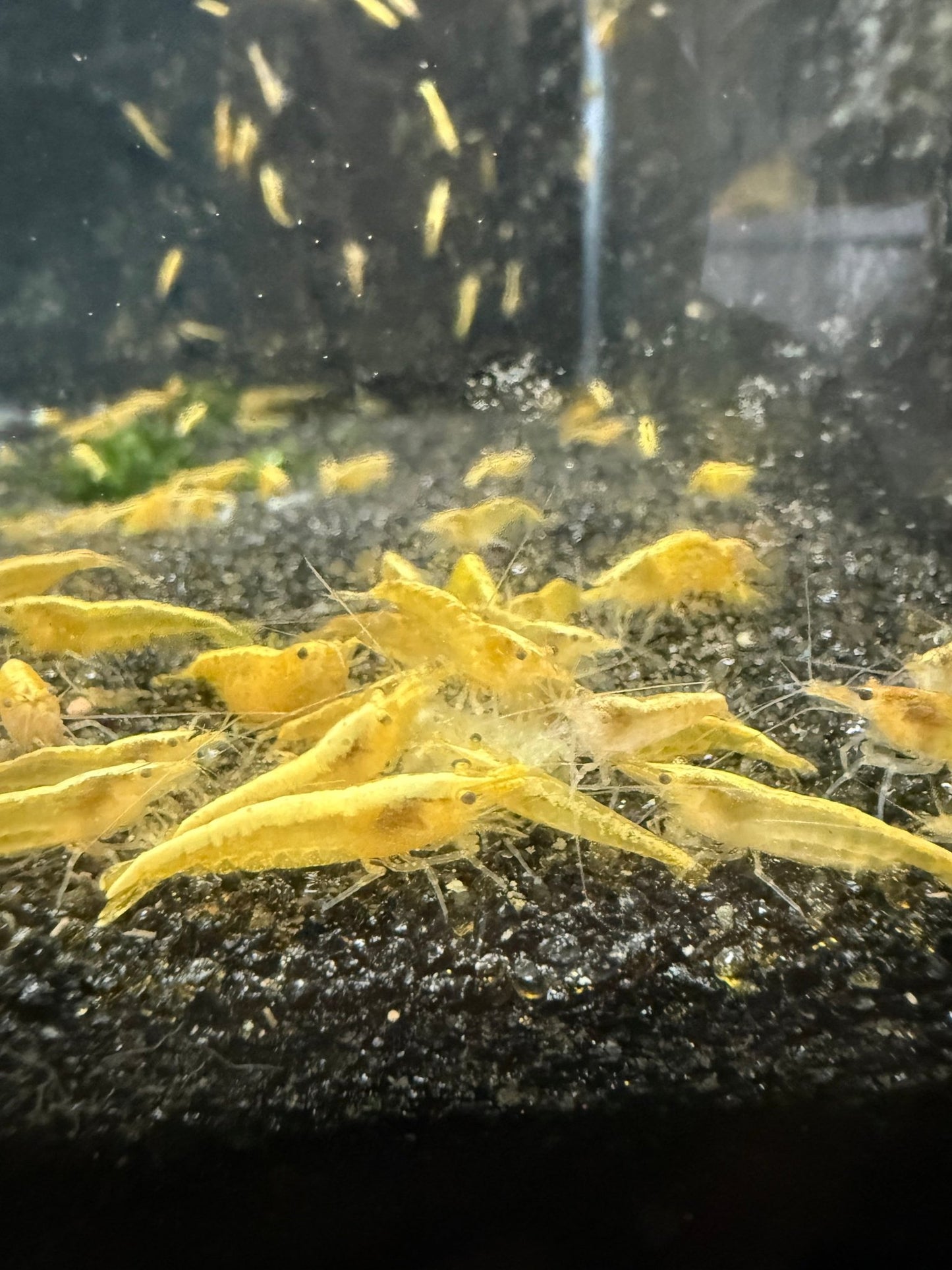 Yellow Goldenback Neocaridina shrimp with bright yellow and golden coloration on aquarium plant