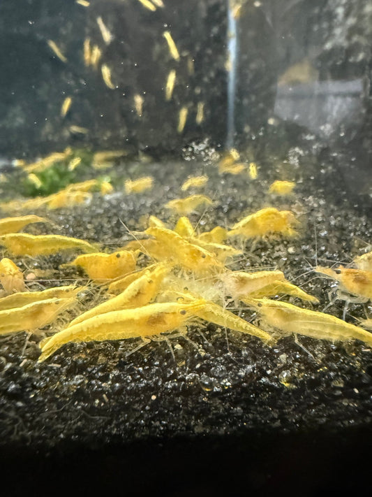 Yellow Goldenback Neocaridina shrimp with bright yellow and golden coloration on aquarium plant