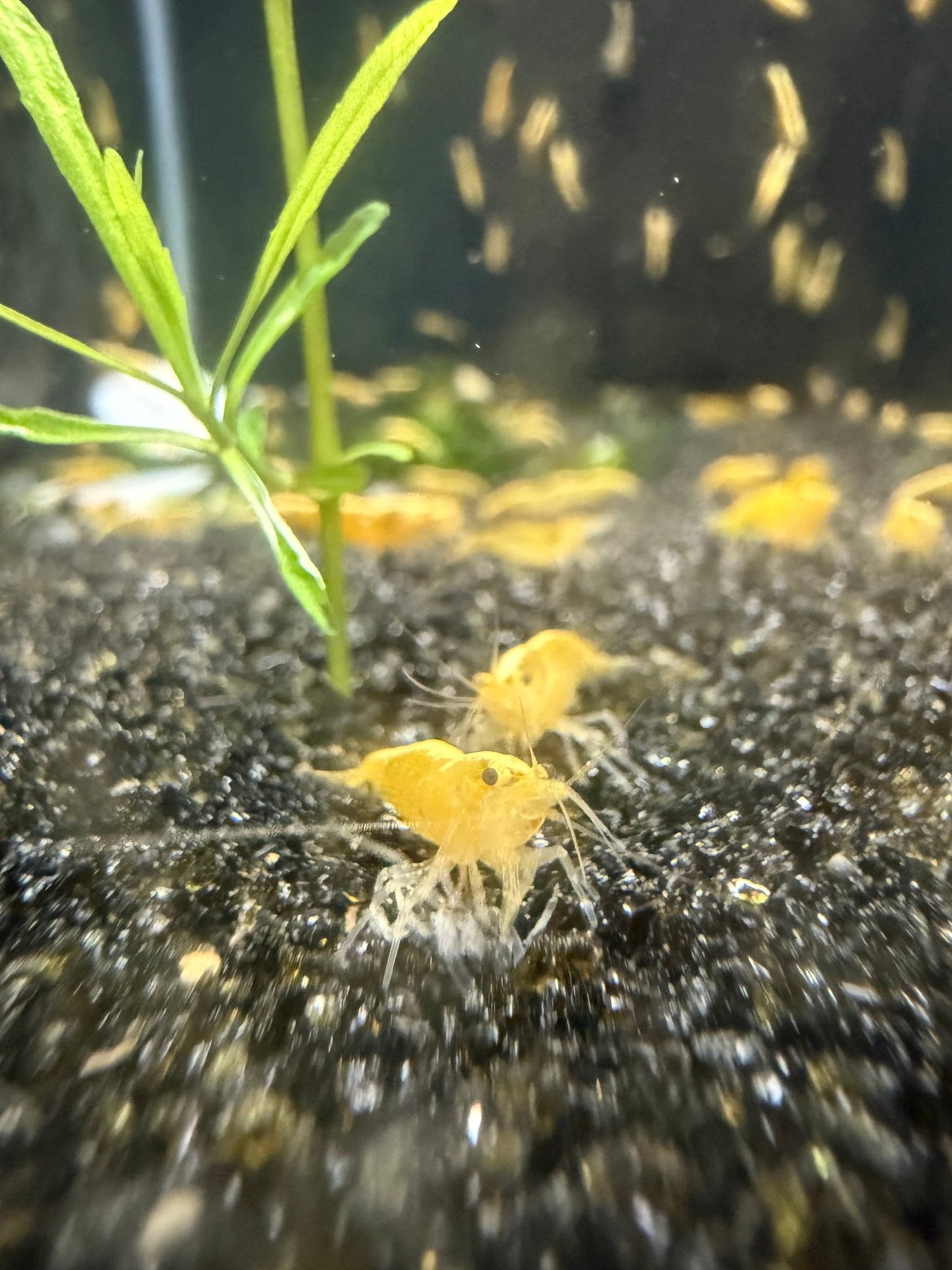 Yellow Goldenback Neocaridina shrimp with bright yellow and golden coloration on aquarium plant