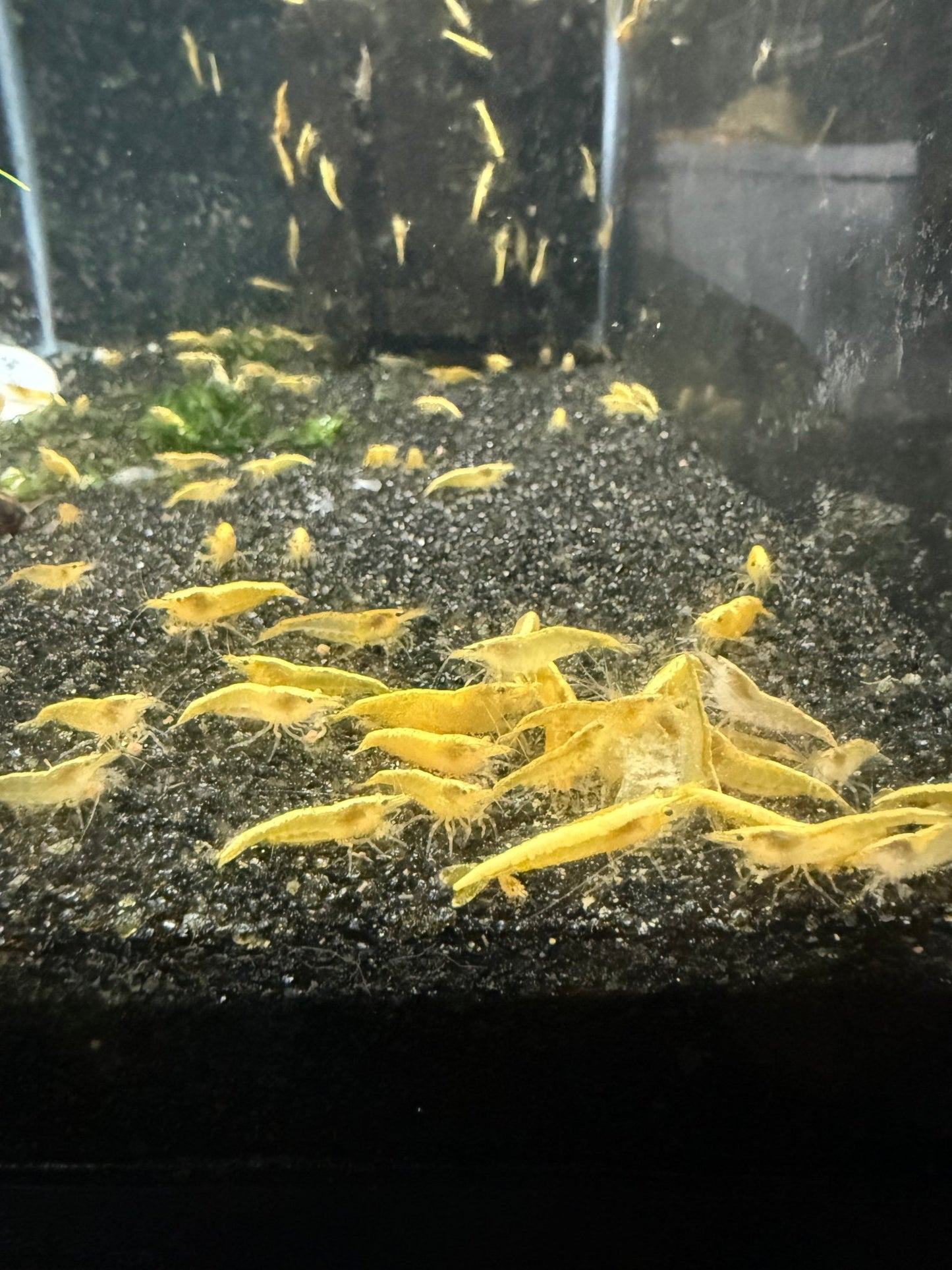 Yellow Goldenback Neocaridina shrimp with bright yellow and golden coloration on aquarium plant