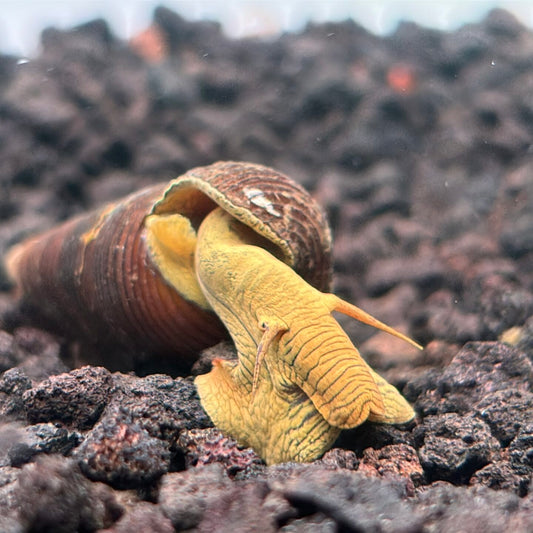 Yellow rabbit snail with bright yellow/gold body and dark shell on aquarium substrate 