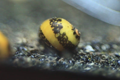 Yellow Racer Nerite Snail with bright yellow-striped shell on aquarium surface