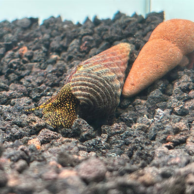 Yellow spotlight rabbit snail with yellow/gold and black spotted body and dark shell on aquarium substrate 