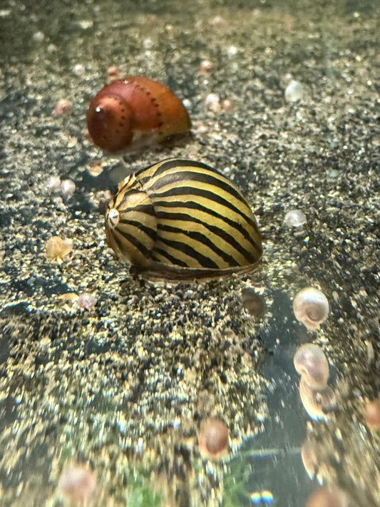 Zebra Nerite Snail with black and gold striped shell in aquarium