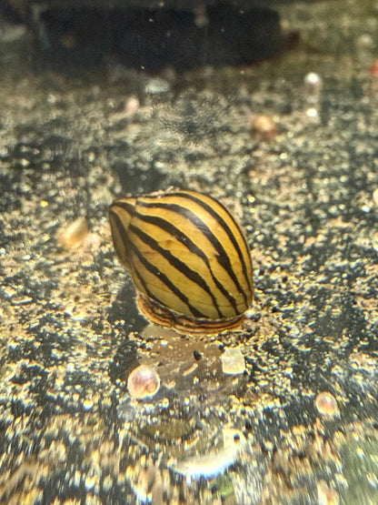 Zebra Nerite Snail with black and gold striped shell in aquarium