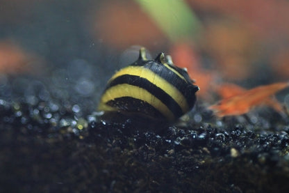 Zebra Thorn Nerite Snail with black and yellow striped shell in aquarium
