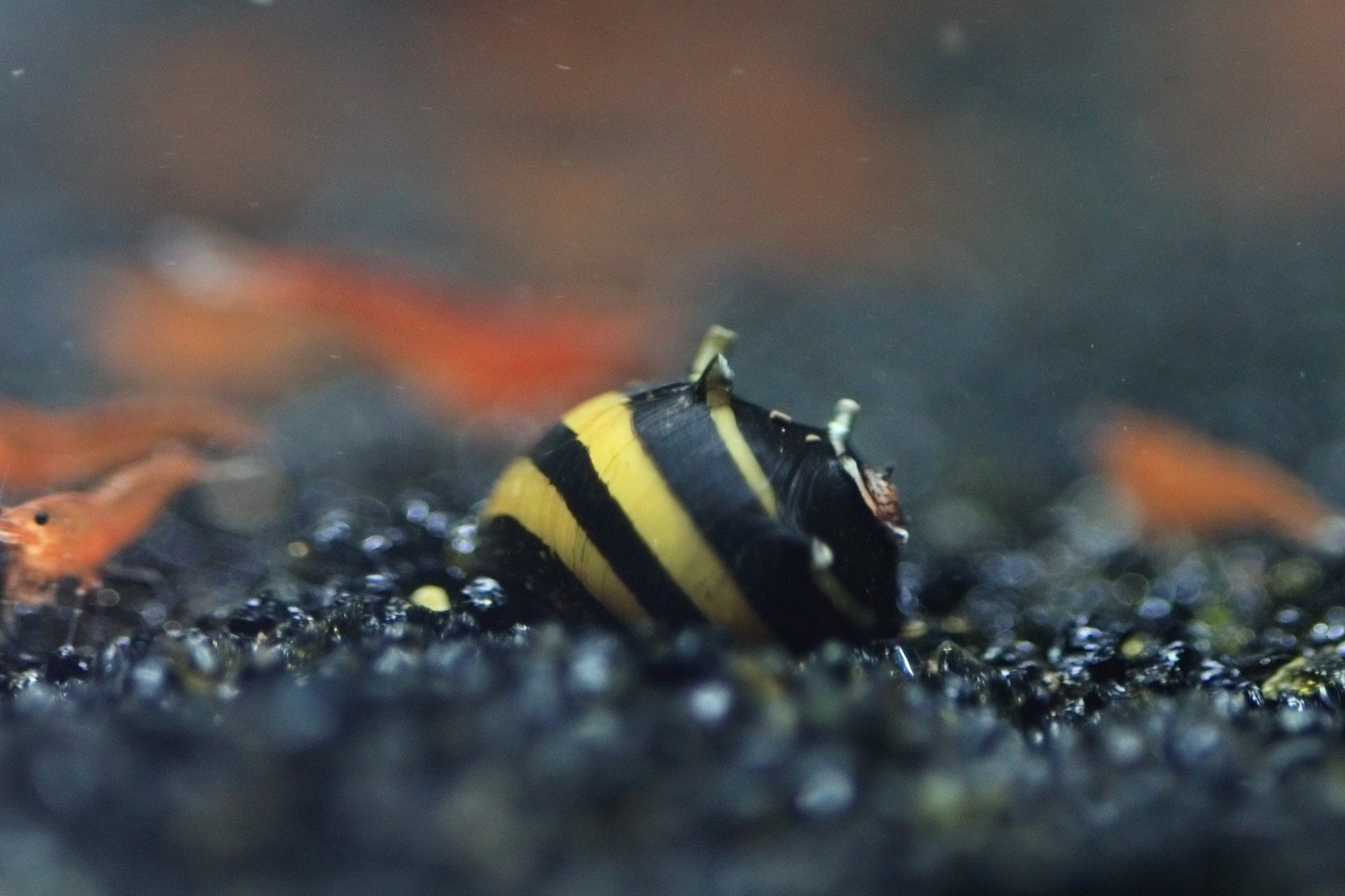 Zebra Thorn Nerite Snail with black and yellow striped shell in aquarium